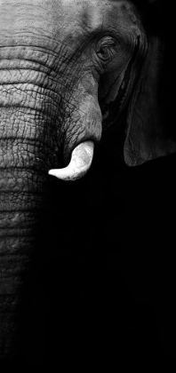 Picture of ELEPHANT PORTRAIT