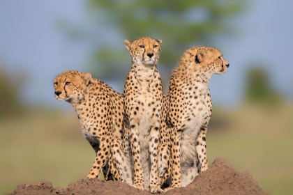 Picture of CHEETAH MALAIKA AND HER TWO BOYS