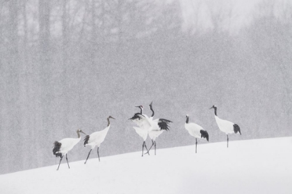 Picture of JAPANESE CRANES