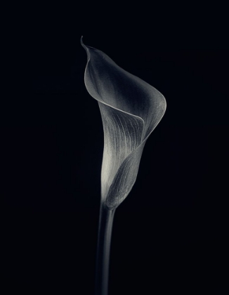 Picture of CALLA LILY