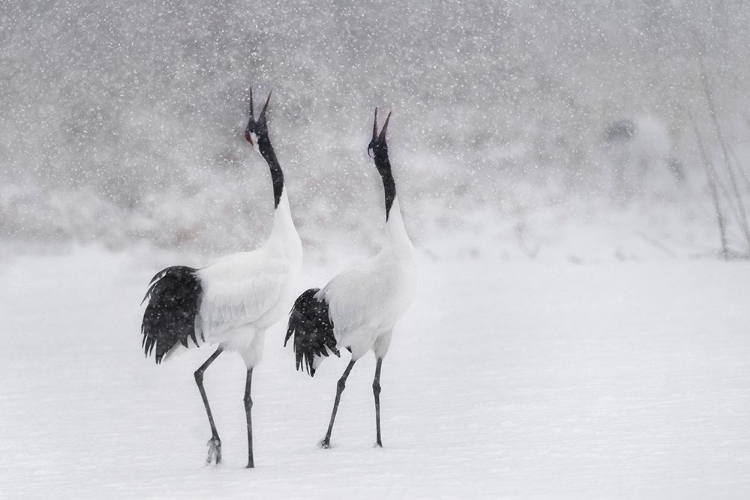 Picture of JAPANES CRANES