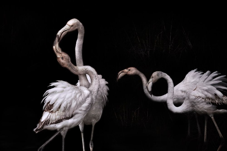 Picture of TANGO AND FLAMINGOS