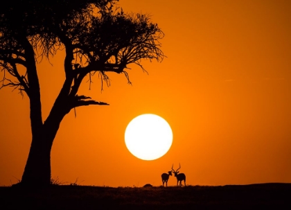 Picture of AFRICAN SUNSET