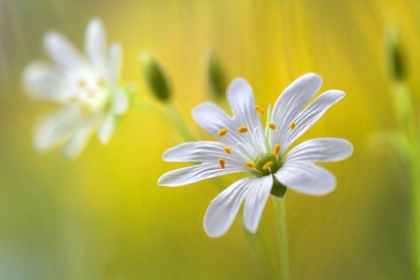 Picture of STITCHWORT