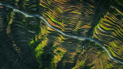Picture of THE WAY OF TERRACED FIELDS