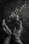 Picture of TEMPUS FUGIT