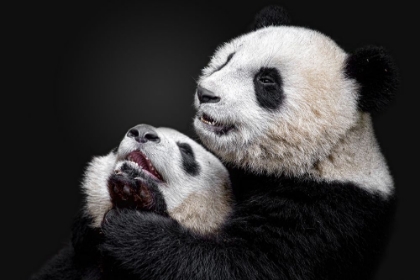 Picture of PANDAS