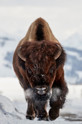 Picture of BISON INCOMING