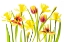 Picture of VIBRANT SPRING