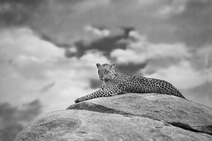 Picture of LEOPARD ON A KOPJE