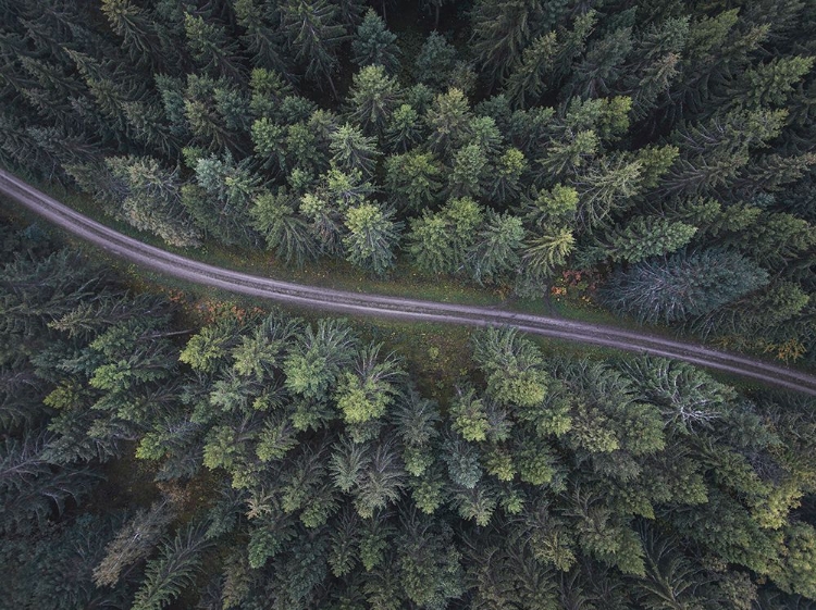 Picture of SMALL ROAD THROUGH THE FOREST