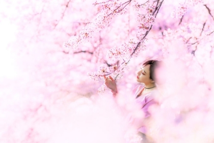 Picture of SAKURA