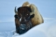 Picture of WINTER BISON