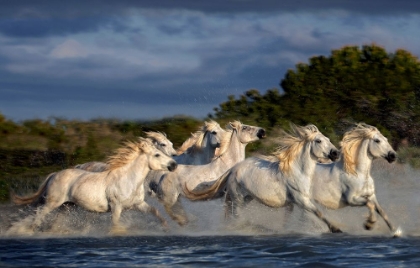 Picture of HORSES RUNNING THROUGH THE MARSH