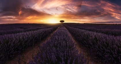 Picture of LAVENDER SUNSET