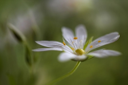 Picture of STITCHWORT