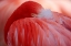 Picture of RED