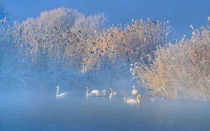 Picture of BLUE SWAN LAKE