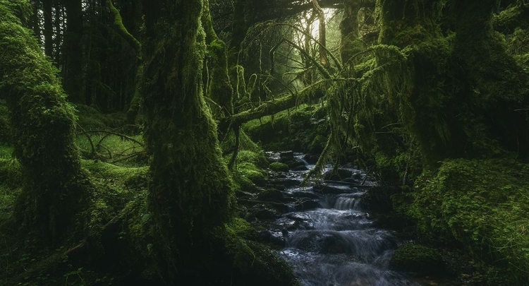Picture of HIDDEN WOOD
