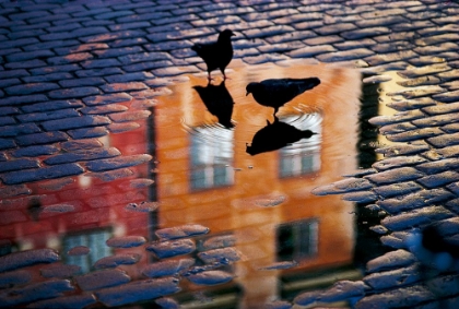 Picture of PIGEONS
