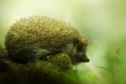 Picture of HEDGEHOG