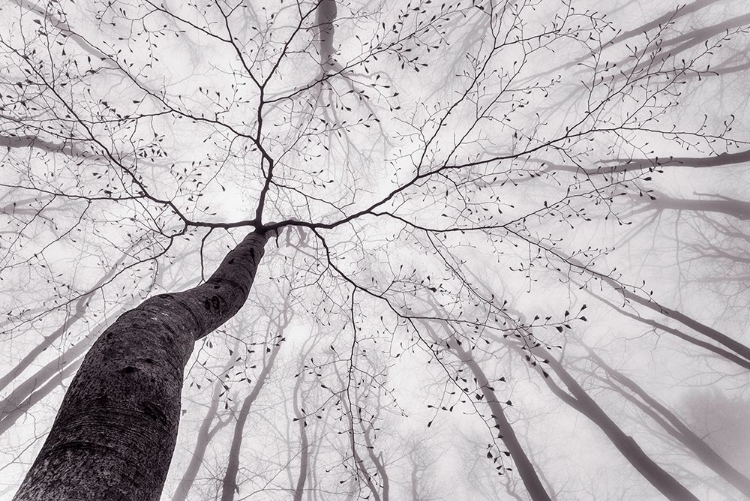 Picture of A VIEW OF THE TREE CROWN