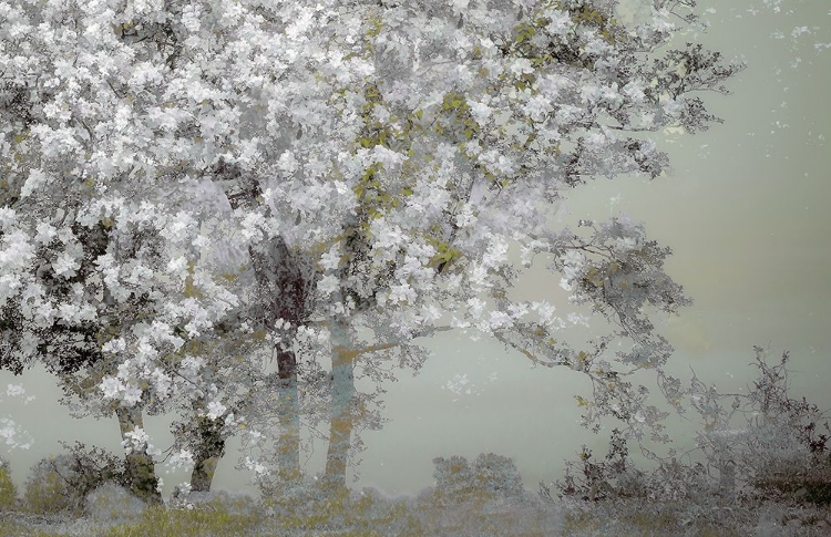 Picture of SPRING