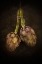 Picture of ARTICHOKE