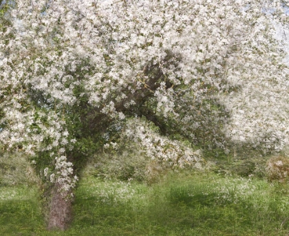 Picture of APPLE TREE