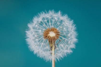 Picture of DANDELION