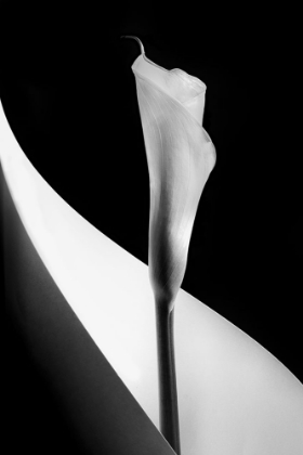 Picture of CALLA LILY