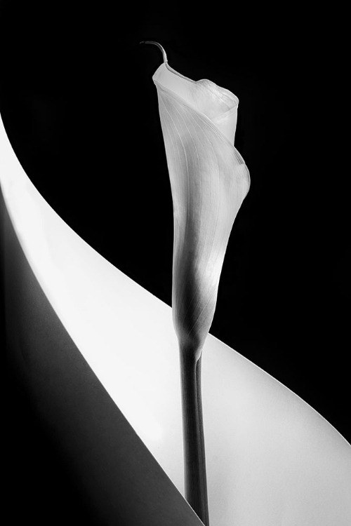 Picture of CALLA LILY