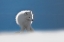 Picture of ARCTIC FOX