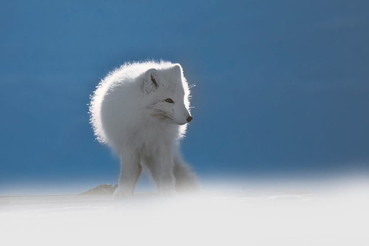 Picture of ARCTIC FOX