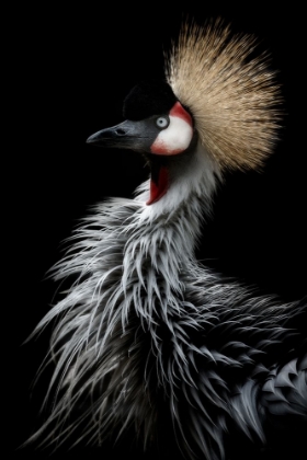 Picture of CROWNED CRANES PORTRAIT