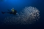 Picture of ALVIN SHOAL