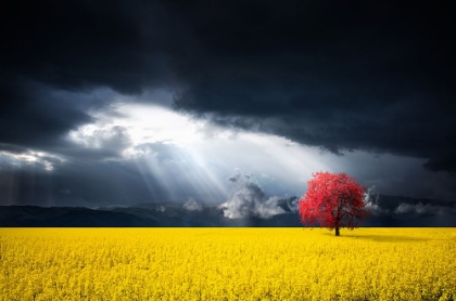 Picture of A RED TREE IN THE CANOLA MEADOW