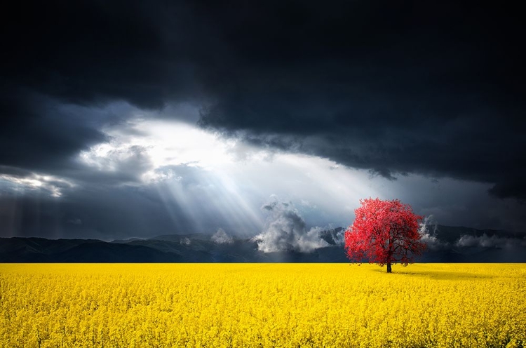 Picture of A RED TREE IN THE CANOLA MEADOW