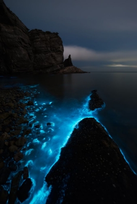 Picture of FLUORESCENT SEA