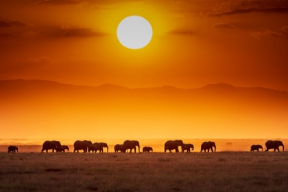 Picture of SUNRISE PARADE