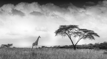 Picture of AND I DREAMED OF AFRICA