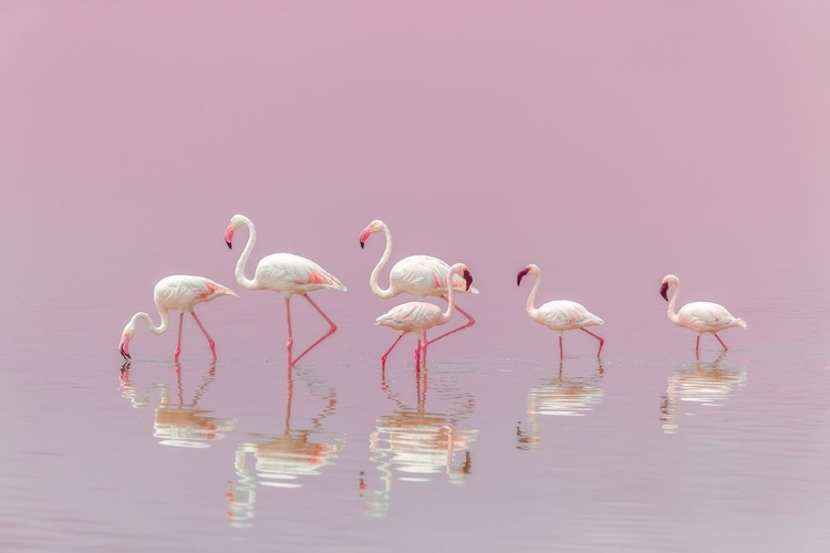 Picture of FLAMINGOS