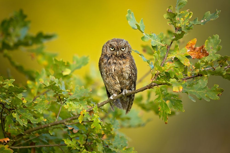 Picture of EURASIAN SCOPS OWL