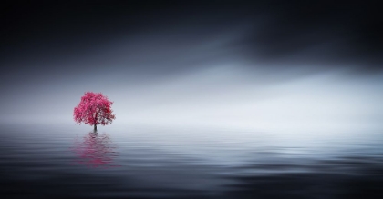 Picture of PINK TREE AT LAKE