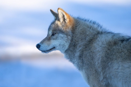 Picture of A VIGILANT WOLF