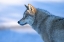 Picture of A VIGILANT WOLF