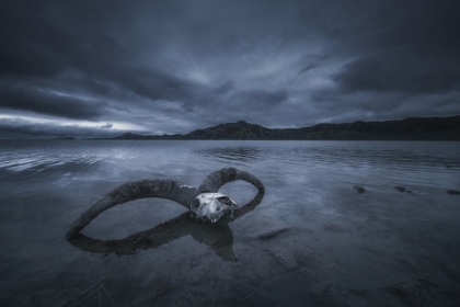 Picture of WHITE BONE BEACH