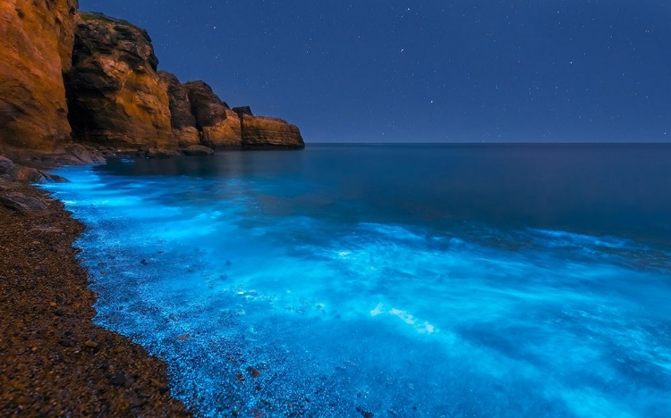 Picture of BIOLUMINESCENT BAY