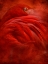 Picture of TROPICAL