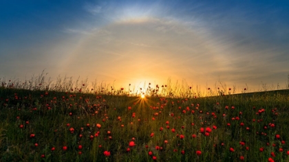 Picture of RED POPPIES AND SUNRISE